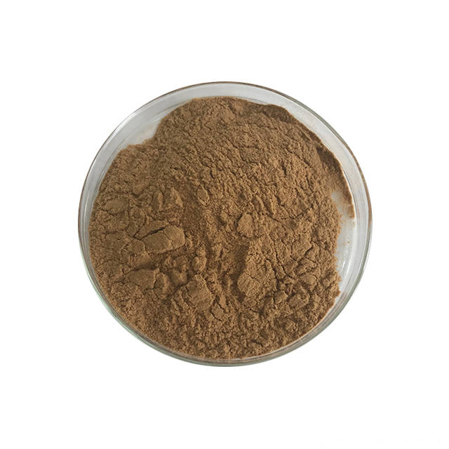 Dong Quai Root Extract Powder